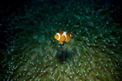 Leave me alone! by Chris Wildblood 